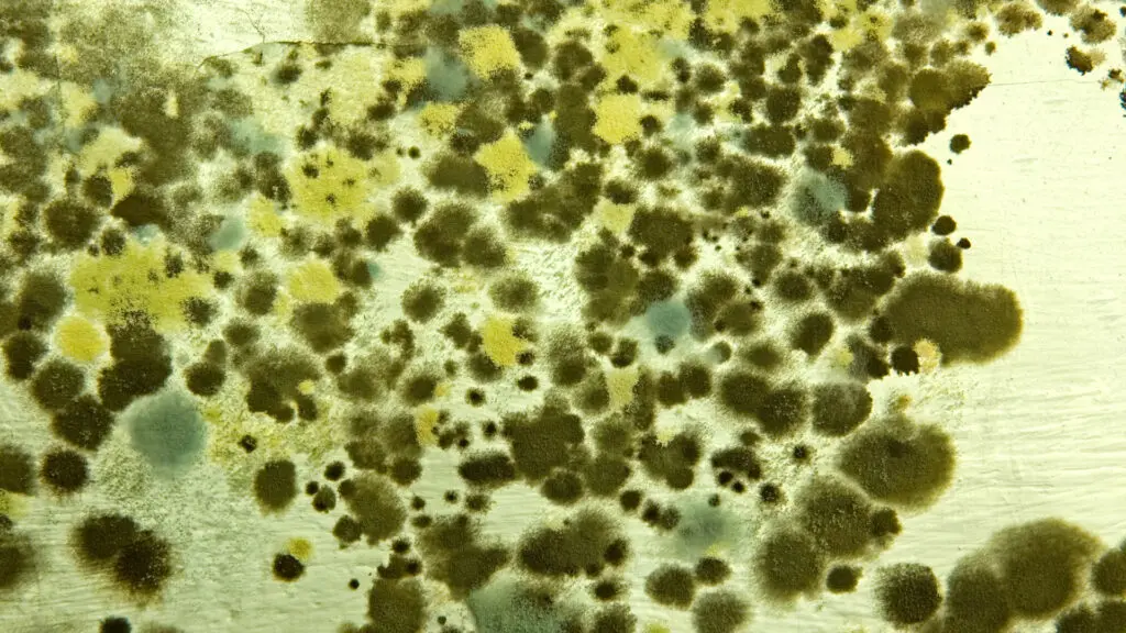 Mold
