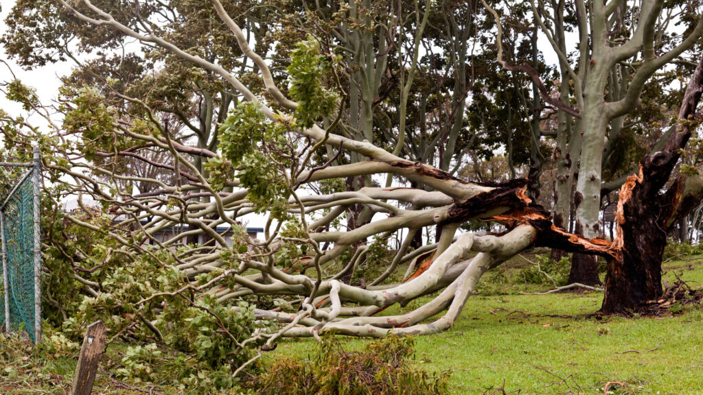 A storm-damaged tree on the ground